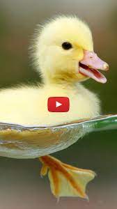 Duck Wallpaper Cute Yellow Baby Duck Wallpaper Cute Duck Baby Sweets Duck Swimming In Water Duck Wallpaper Baby Ducks Live Wallpapers