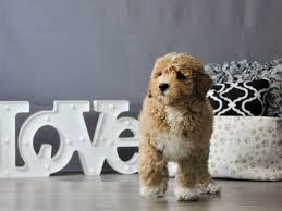 Mini goldendoodle for sale ohio. Mini Goldendoodle Dog Male Red White 3077087 Petland Carriage Place