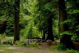 Adams fork campground is along the adams creek fork of the cispus river in a mature forest. Adams Fork Campground Gifford Pinchot National Forest Recreation Gov