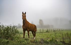 Dein pferd einzudecken ist, wie du sicherlich aus erfahrung weißt, nicht immer ganz einfach. Pferd Friert Im Regen Woher Kommt Das Und Was Kann Ich Tun Daskleinepferd De