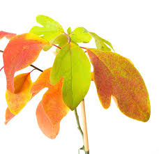 Fall color is yellow, orange and red. Nordamerikanischer Baum Sassafras Sassafras Albidum Gunstig Online Kaufen