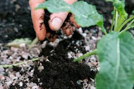 It's not recommended and composting grounds is a much better idea for your garden soil. Using Coffee Grounds In The Garden