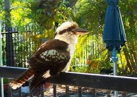 Kookaburra Sitting On Pool Fence Bribie Island Qld Bald Eagle Island Australia