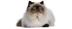 Himalayan cat - Wikipedia