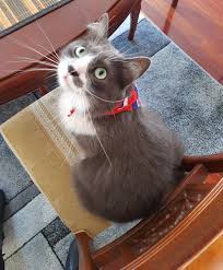 It is really about her boss, (penny is getting angrier) who doesn't quite know how to. Tondelaya Della Ventimiglia Auf Twitter Como Es Que Hay Personas Que Se Ponen A Comprar Gaticos Cuando Estas Preciosuras Estan Por Todas Partes Listas Para Ser Adoptadas Marshallthecat Https T Co Uvraahonaf