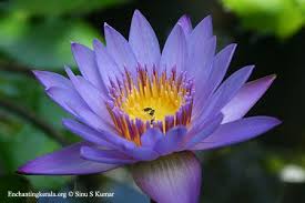 Flowers For Kerala Modern