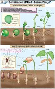 But how long does this take, and what's the best way to go about regaining your range of motion? Germination Of Seed Bean Pea Chart Manufacturer Supplier Exporter From New Delhi