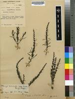 Image result for Striga bilabiata