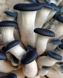 Easy Guide To Growing Mushrooms At Home Infographic Stuffed Mushrooms Growing Mushrooms At Home Growing Mushrooms