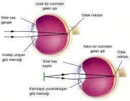Gozler Ve Calismasi Www Saglikpark Com