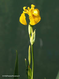 Image result for Iris pseudacorus