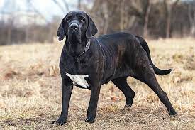 Muitas delas foram criadas na busca por cachorros que correspondessem a características físicas específicas e com uma personalidade adequada à função que deveriam desempenhar. Fila Brasileiro Uma Raca De Cachorro Popular No Brasil