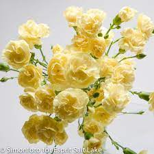 Imagine Soft Yellow Mini Carnation Yellow Carnations Mini Carnations Carnations
