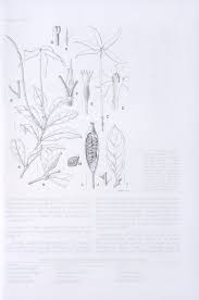 Image result for Oxyanthus zanguebaricus