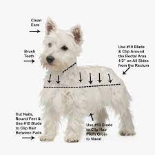 West Highland Terrier Westie Grooming Video Dvd Westie Dogs Dog Grooming Styles Westies