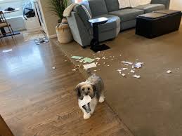 Find 1 listings related to joeys flooring in gallatin on yp.com. Joey What Did You Do Blogging My Dog