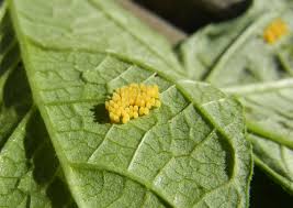 Having ladybugs in the garden can do wonders to get rid of pests. Bugging The Bugs That Bug The Beans Driftless Roots