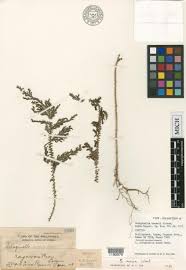 Image result for Selago albomarginata