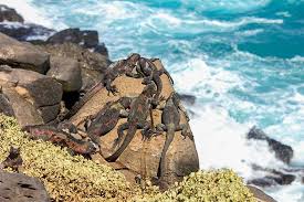 #galapagos #marineiguana evolved from a mainland ancestor to foraging in the sea or crossing the waters to. Cruise To The Galapagos Islands From Maldives Galapagosinformation Com Blog