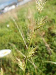 Image result for Lolium multiflorum