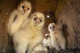 Many websites state that it is illegal to own an owl as a pet, but they are only partially correct. Sonoma County Vintners Using Barn Owls For Pest Control