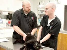 Use the search box below to find your nearest emergency vet. Emergency Animal Hospital In Greensboro After Hours Vets Ahvec