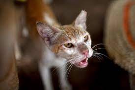 Can i get a stray cat neutered for free. A Quick Guide To Helping Street Cats In The Uae