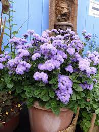Ageratum Plants Trees To Plant Flower Garden