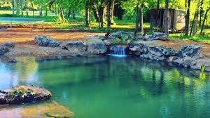 In other words, it should be more than enough for a small koi pond. Backyard Swim Pond That Stays Crystal Clear Water In Dfw Texas Youtube