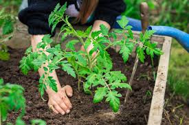 We did not find results for: Best Homemade Tomato Fertilizers For Every Growth Stage