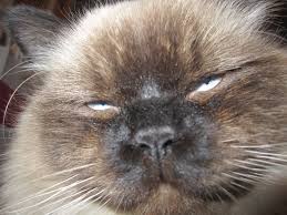 Pin By Jen Davis Lance On Crookshanks Cats Himalayan Cat Pets