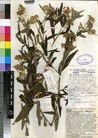 Image result for Ethulia rhizomata