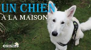 About press copyright contact us creators advertise developers terms privacy policy & safety how youtube works test new features press copyright contact us creators. Convaincre Ses Parents D Avoir Un Chien Tome 2 Enjoying Life Youtube