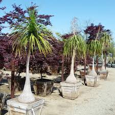Image result for Beaucarnea recurvata