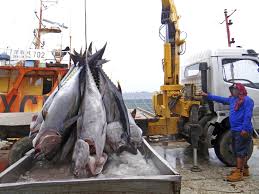 101 main street, trinidad, ca 95570. Sustainably Caught Seafood Nationwide Distributor S Murky Supply Chain Exposed Chicago Tribune