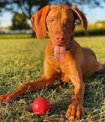 We did not find results for: 1 117 Likes 17 Comments Brix Goodboybrix On Instagram I Call This Game Of Throwns Vizsla Vizsla Cute Dogs Breeds Cute Dogs