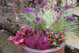 Image result for Callicarpa
