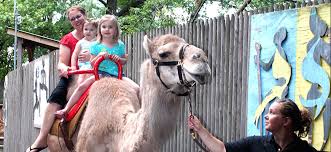 Camel physiology has two major adaptations compared to other mammals, which explains this ability. Camel Rides Louisville Zoo