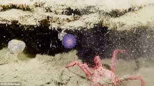 Intuitive fred888: Mysterious Purple Sea Orb?