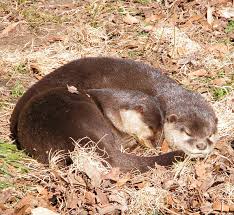 They do live in large family groups. Asian Small Clawed Otter Animal Database Fandom