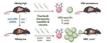 Hepatitis B New Therapeutic Approach May Help To Cure Chronic Hepatitis B Infection Eurekalert Science News