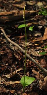 Image result for Ophioglossum vulgatum
