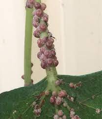 These ants almost always attract attention, whether they are crawling on the floor in your house, entrenched in your flowers, tunneling into the ground, or, of course, going in and out of a tree trunk. Is This An Ant Colony On This Fig Tree Gardening Landscaping Stack Exchange