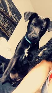 Black And White Jack Russell Terrier Lab Mix Lab Mixed Jack Russell Terrier Jack Russell Black Dog Doggy