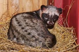 Image result for Musanga