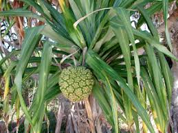Image result for Pandanaceae