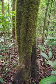 Image result for isolona lebrunii