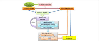 A Flow Chart For Computational Prediction Of Protein Lysine