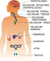 Kelenjar hipofisis ini biasa dinamakan dengan master of gland atau. Http Repositori Uin Alauddin Ac Id 12535 1 Farmakologi 202 Pdf