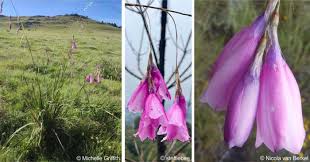 Image result for Grona setigera